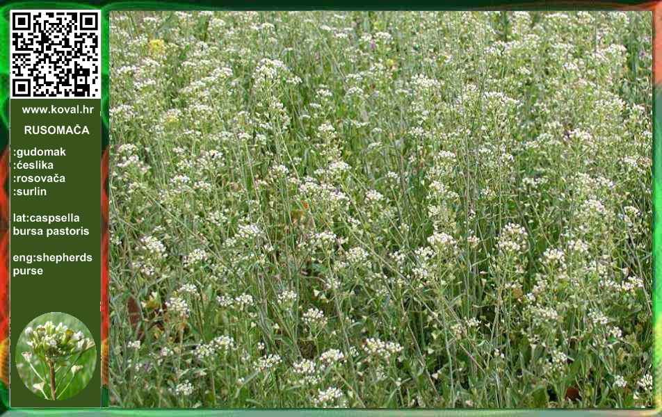 rusomaca rusomaca